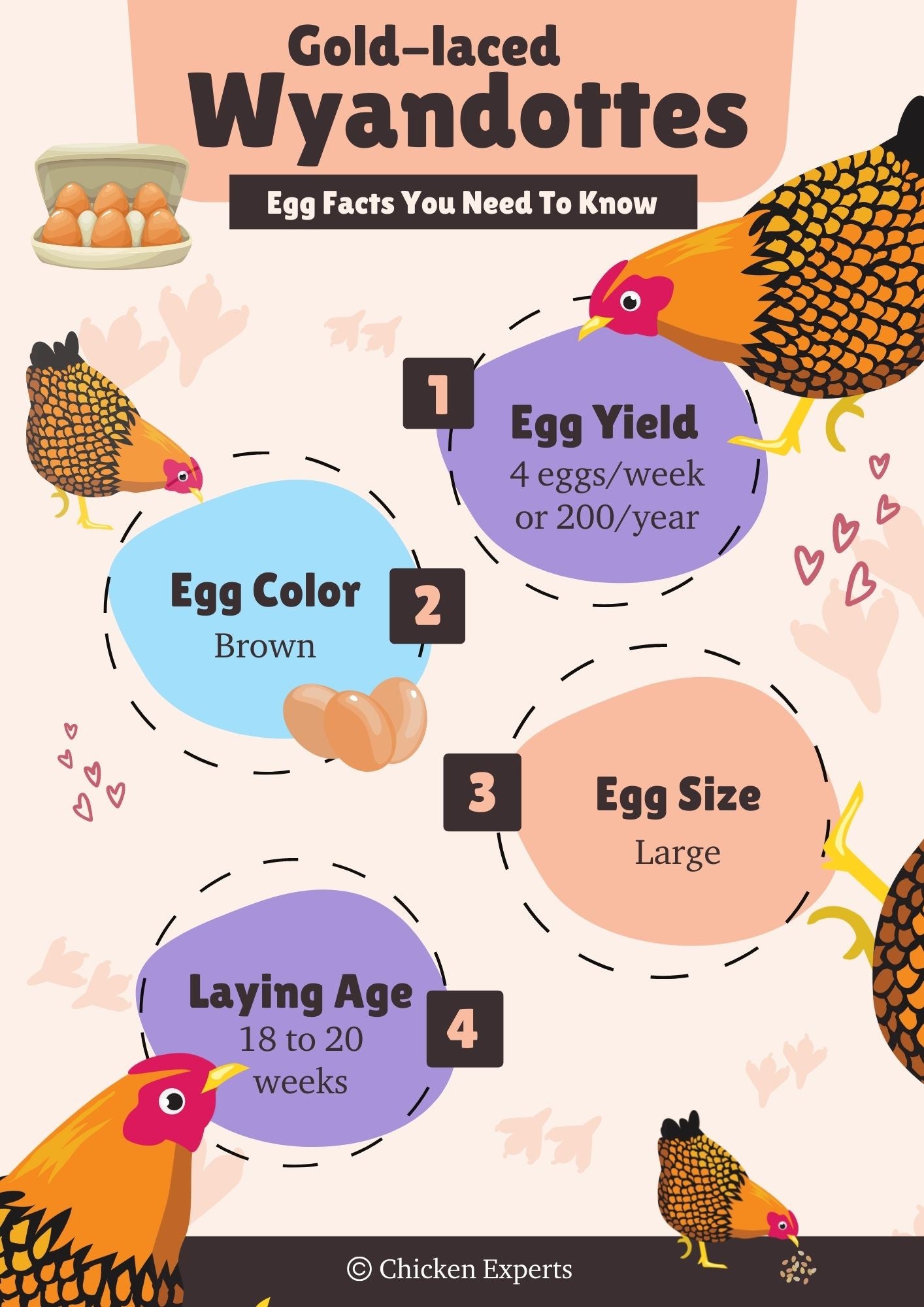 gold laced wyandotte chicken breed egg facts