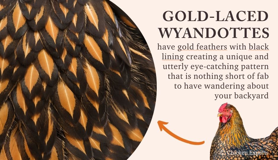 gold laced wyandotte chicken gold and black feathers