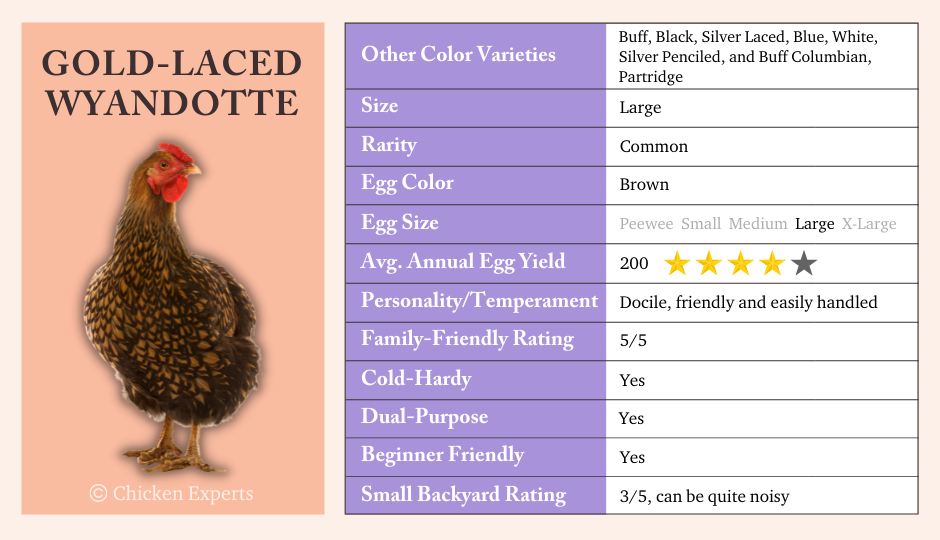 Key Breed Characteristics of Gold Wyandotte Chickens