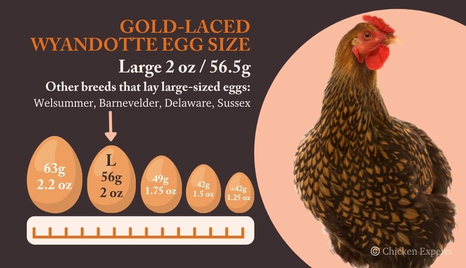 gold laced wyandotte egg comparison chart