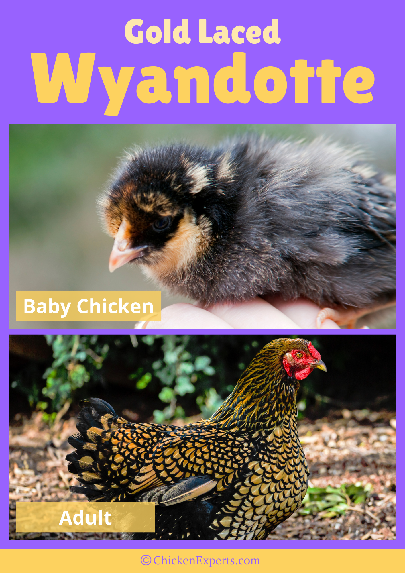 gold laced wyandotte chicken breed
