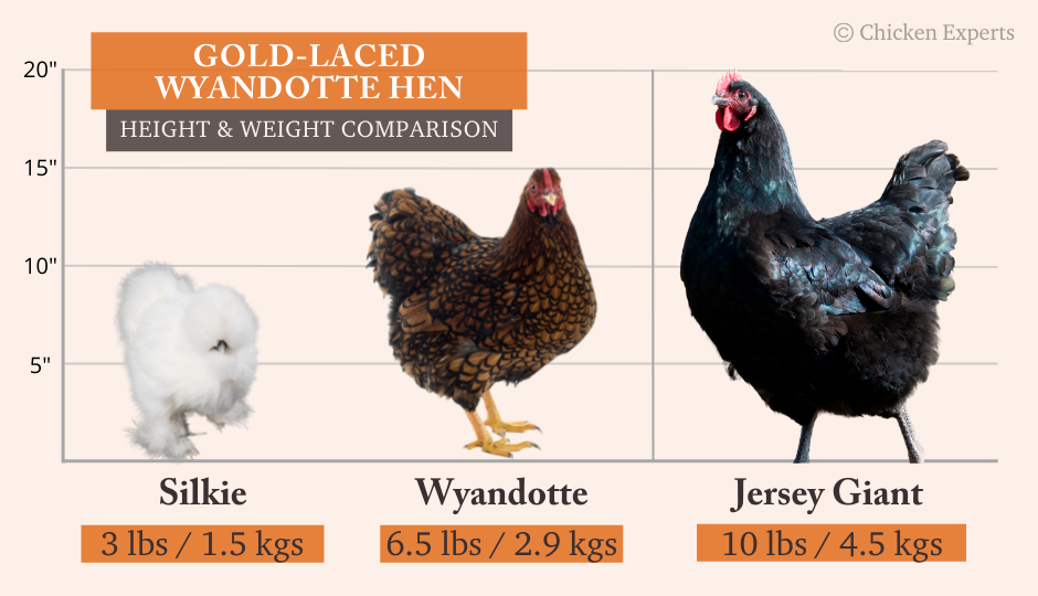 gold laced wyandotte hen size comparison