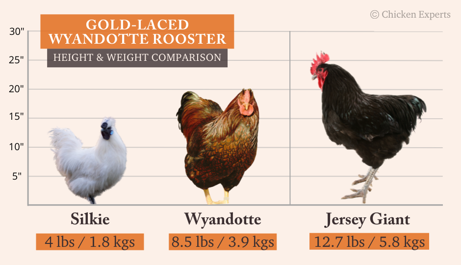 gold laced wyandotte rooster size comparison