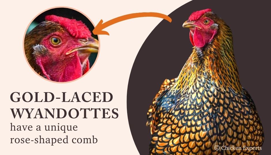 gold laced wyandotte unique rose comb