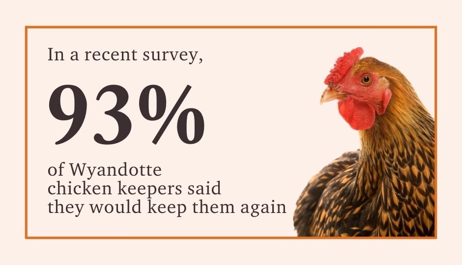 93% of gold wyandotte chicken keepers said they would keep them again