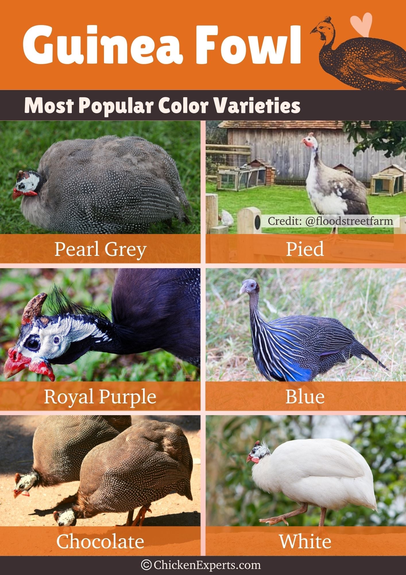 guinea fowl color varieties