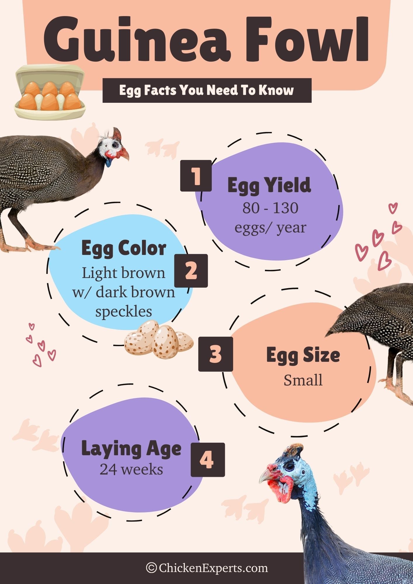 guinea fowl egg facts