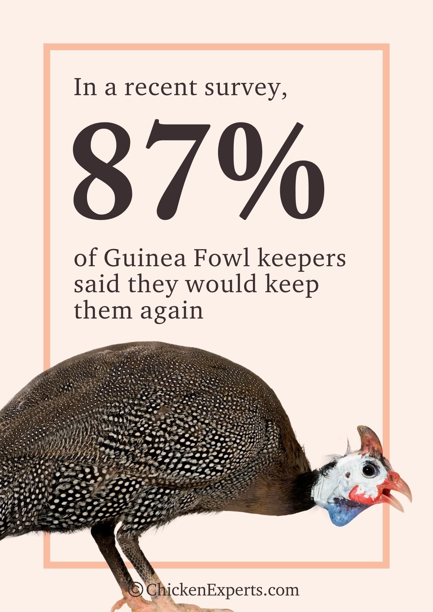 guinea fowl keepers said they would keep them again