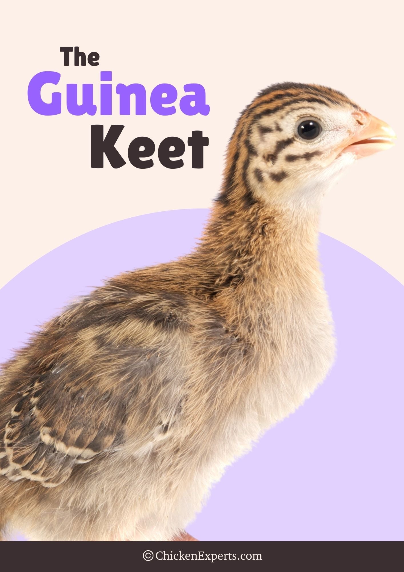 guinea keet