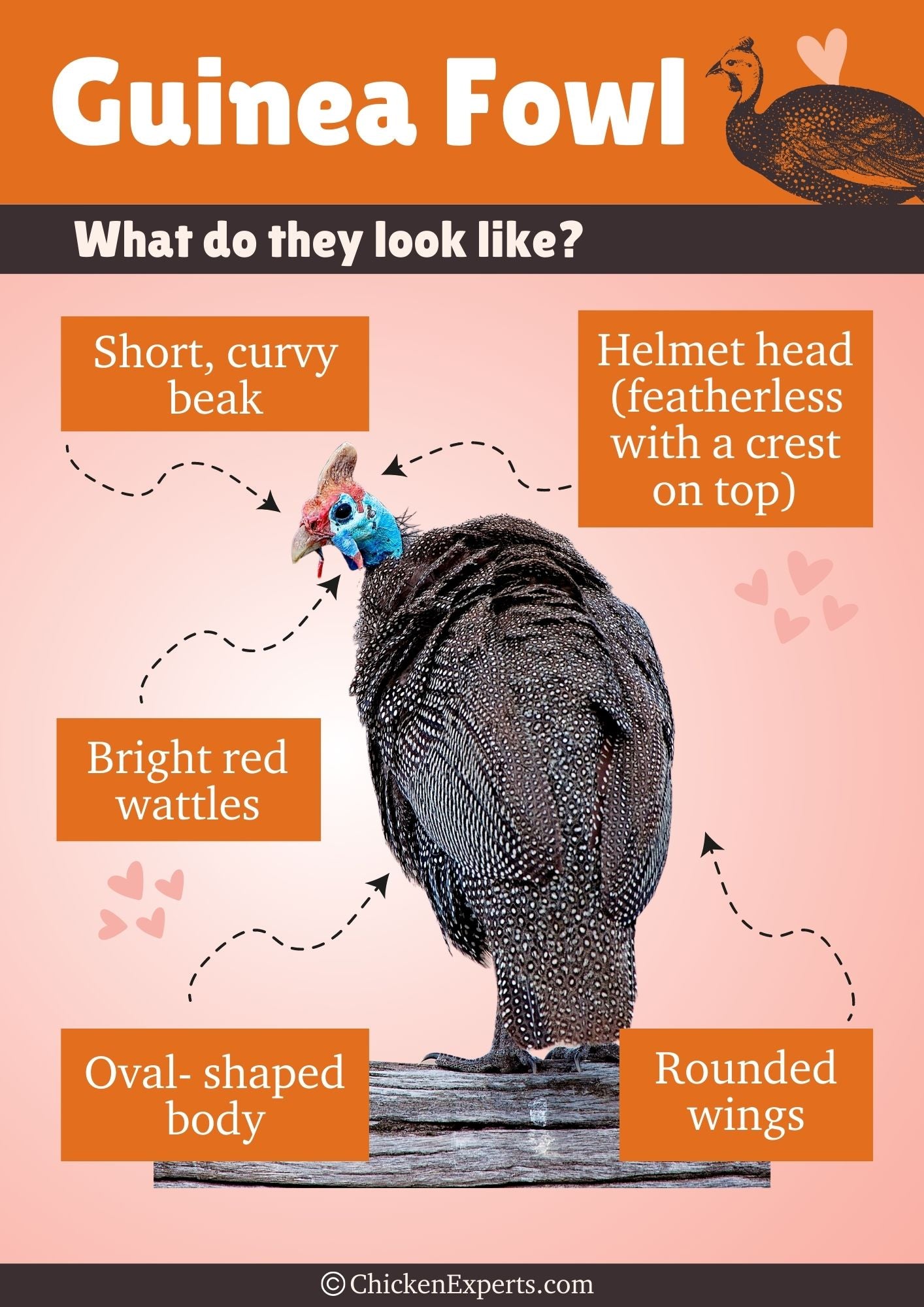 what do guinea fowls look like