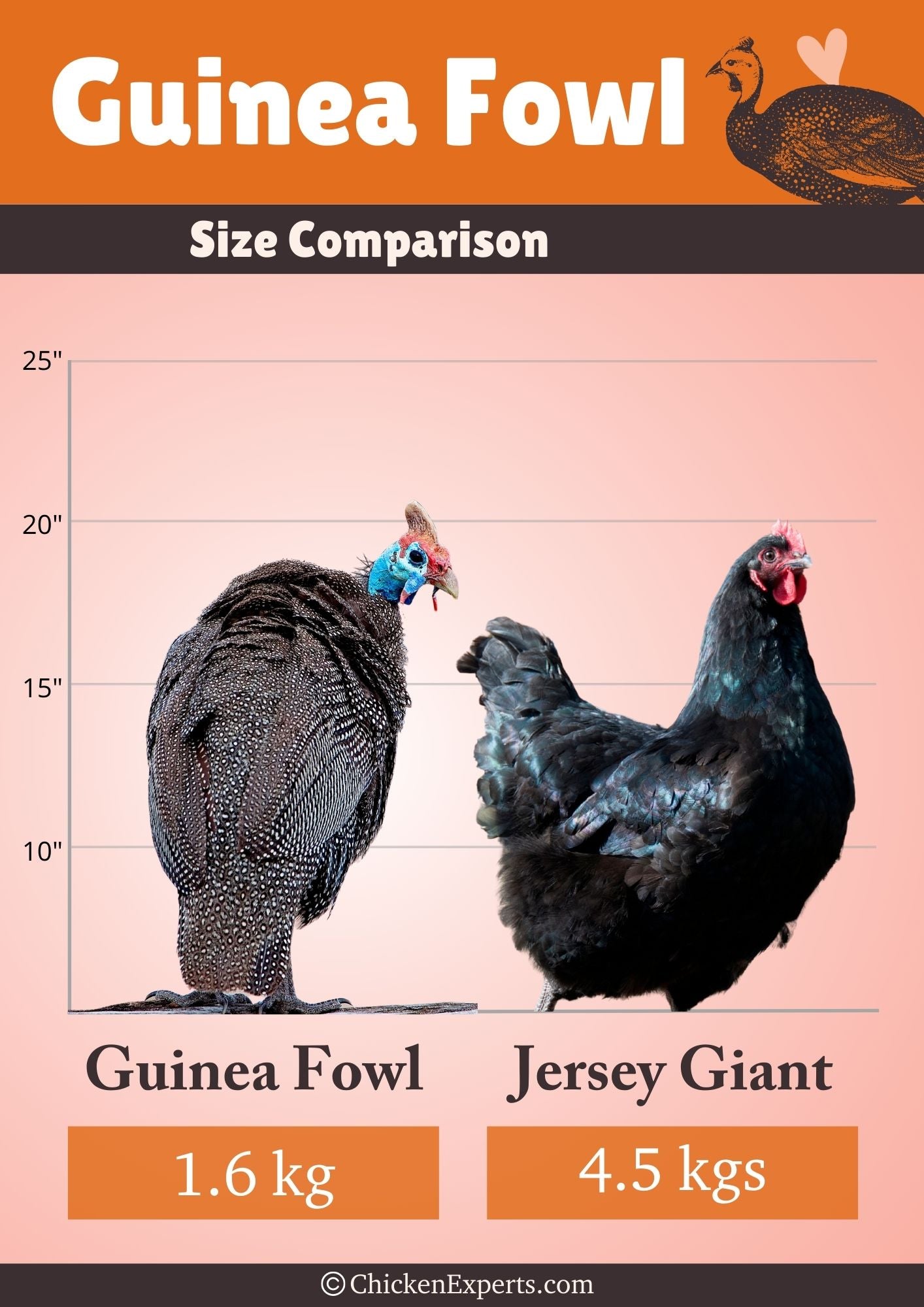 guinea fowl size comparison with jersey giant