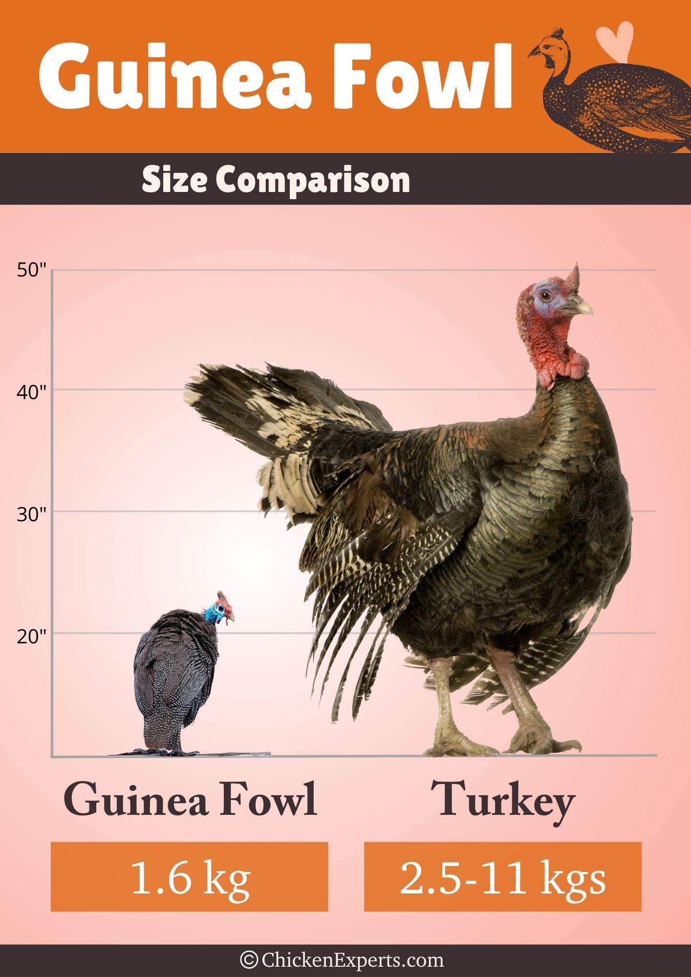 guinea fowl size comparison with turkey
