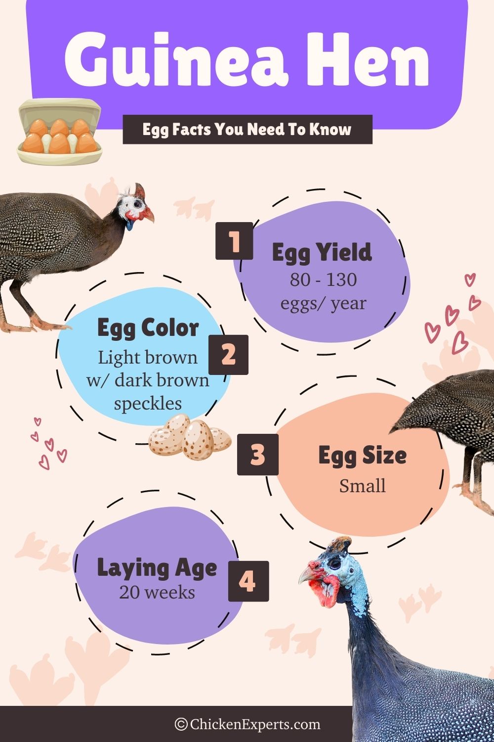 guinea hen egg facts