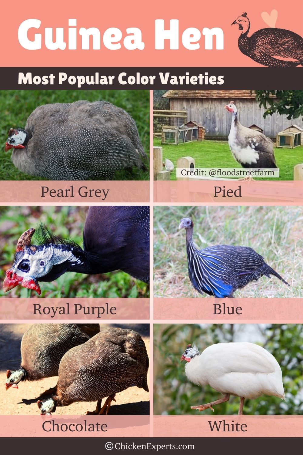 guinea hen most popular color varieties