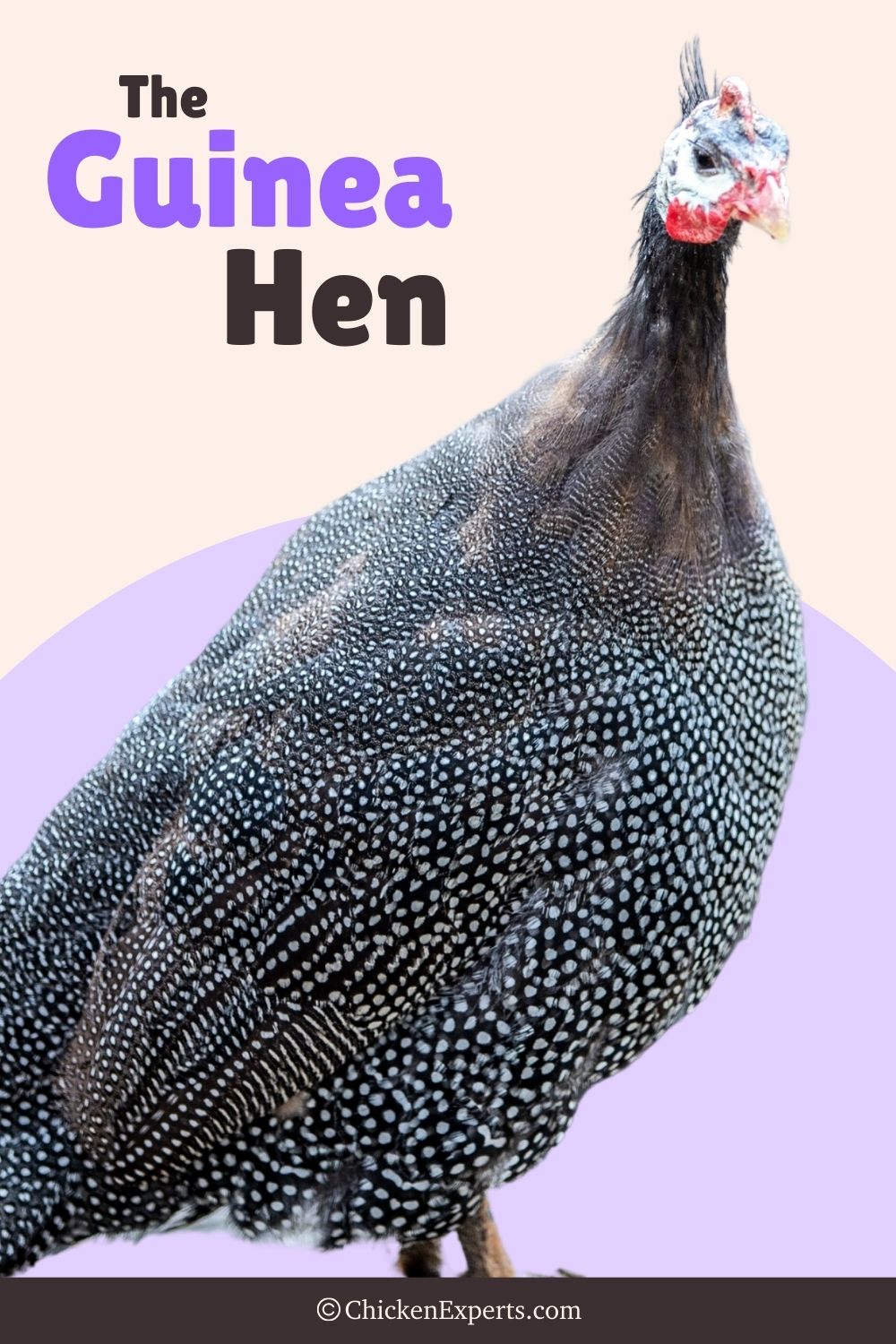 guinea hen