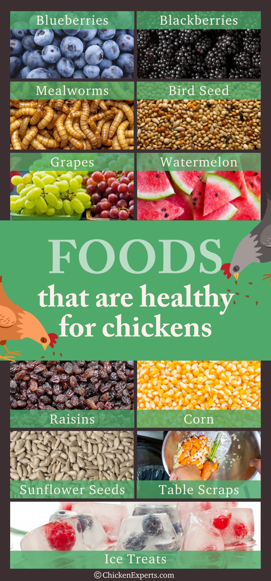 healthy treats for chickens