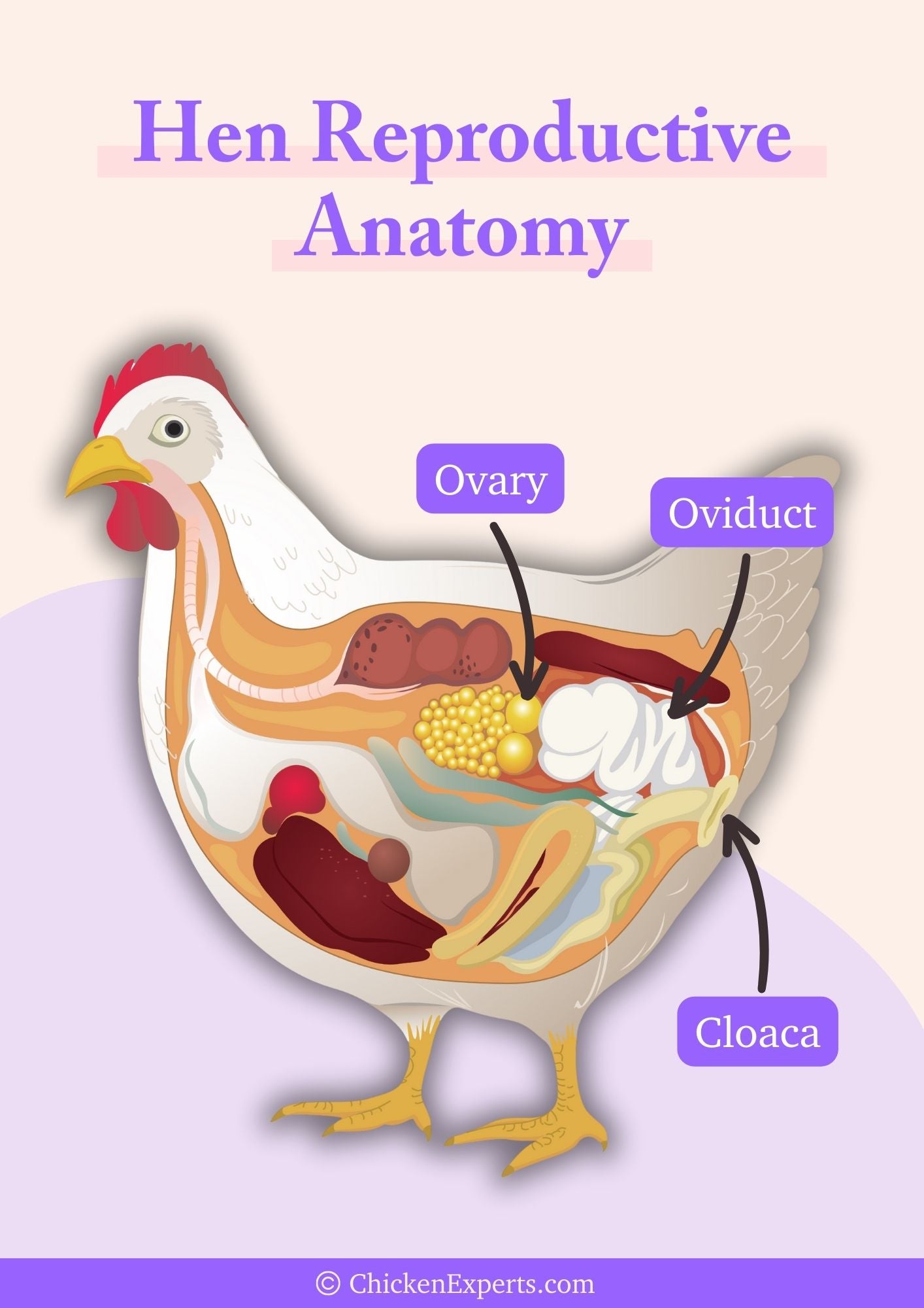 hen reproductive anatomy