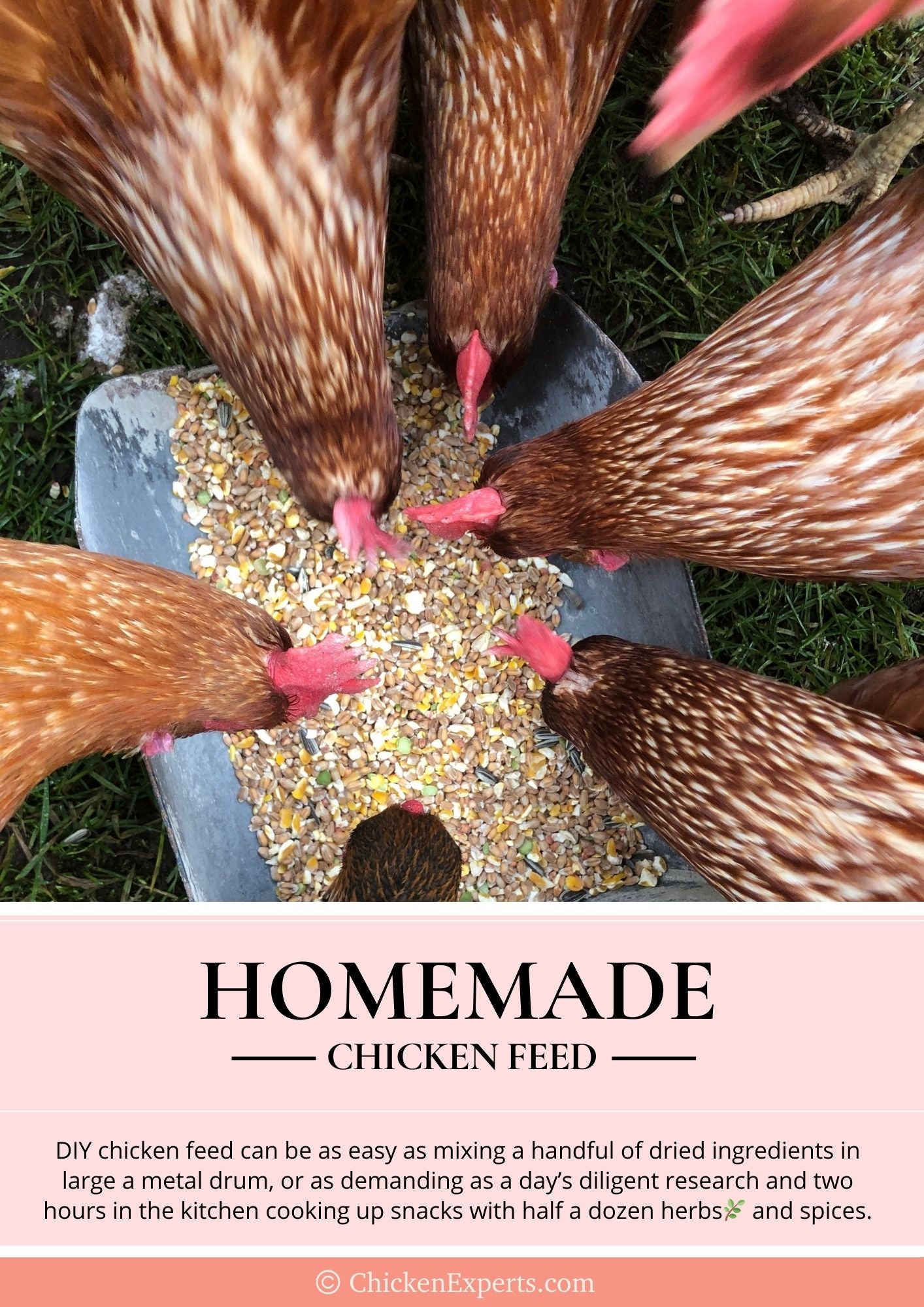 homemade chicken feed