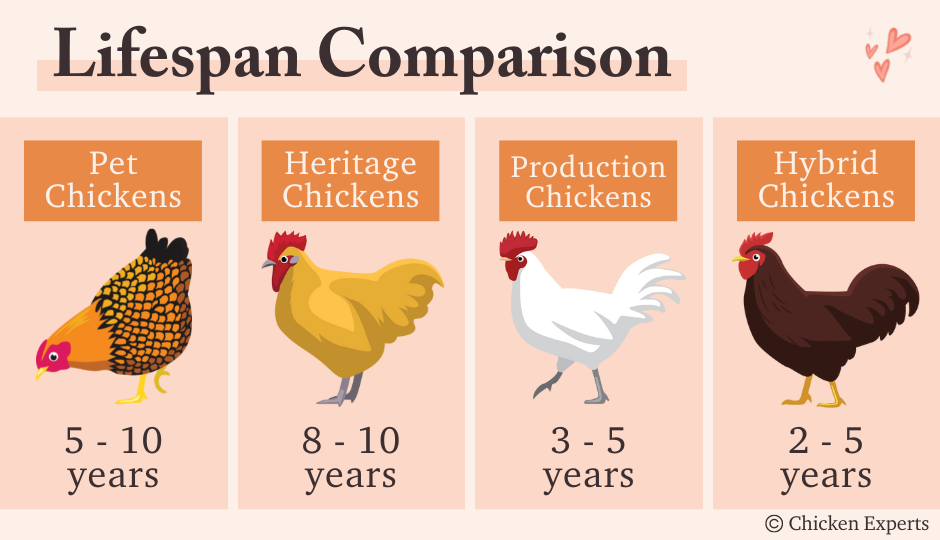 how-long-do-chickens-live-for