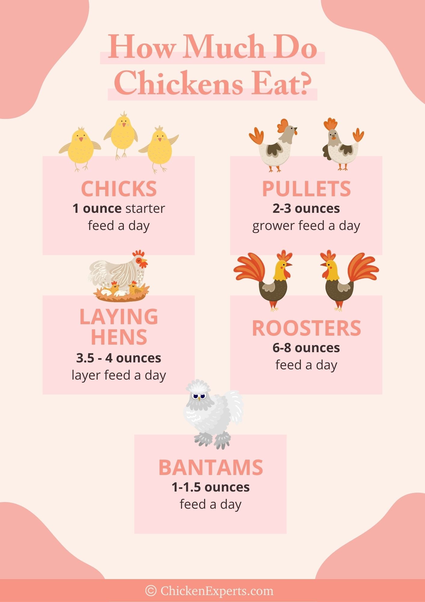 how much do chickens eat