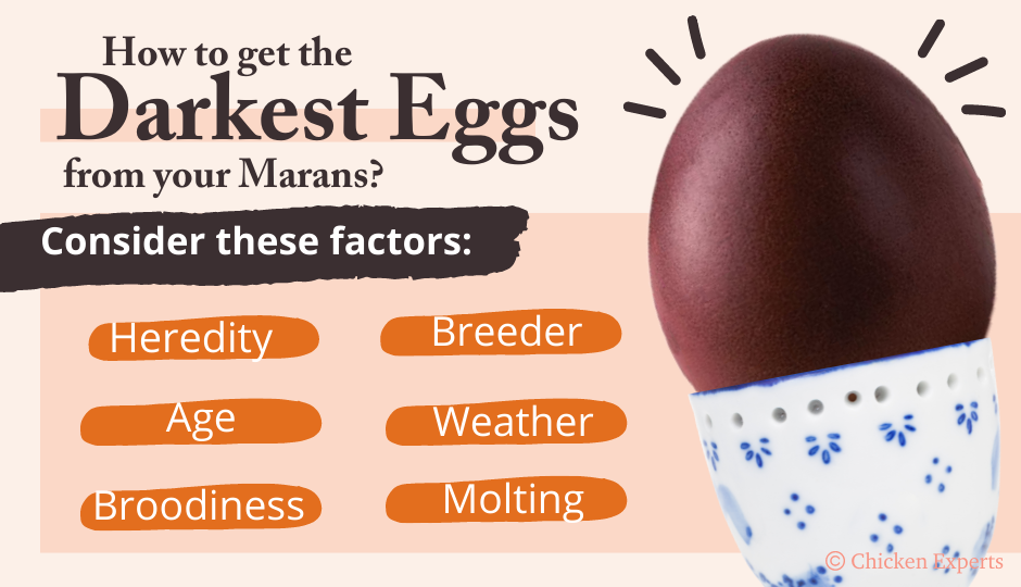 how to get the darkest eggs from marans chickens
