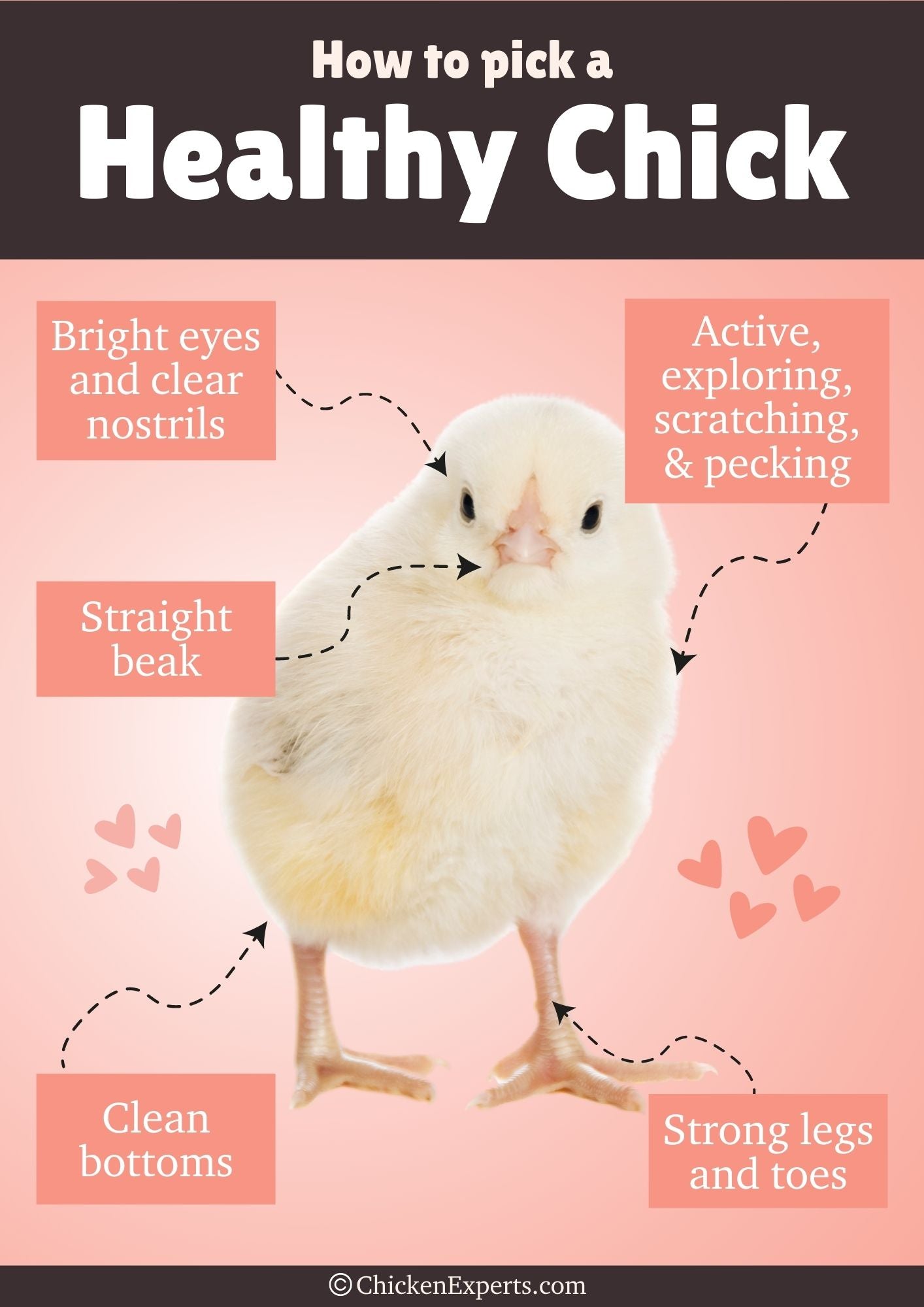how to pick a healthy baby chicken