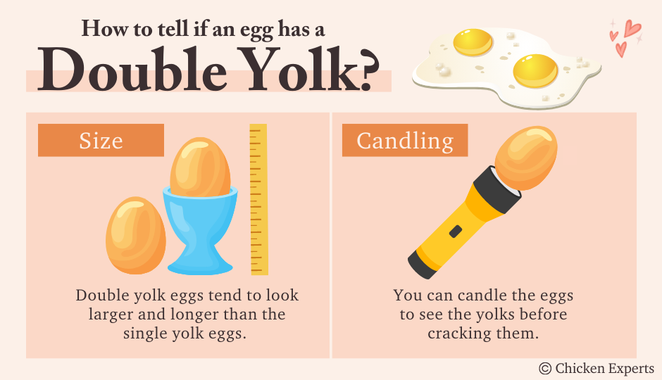how-to-tell-if-an-egg-has-a-double-yolk