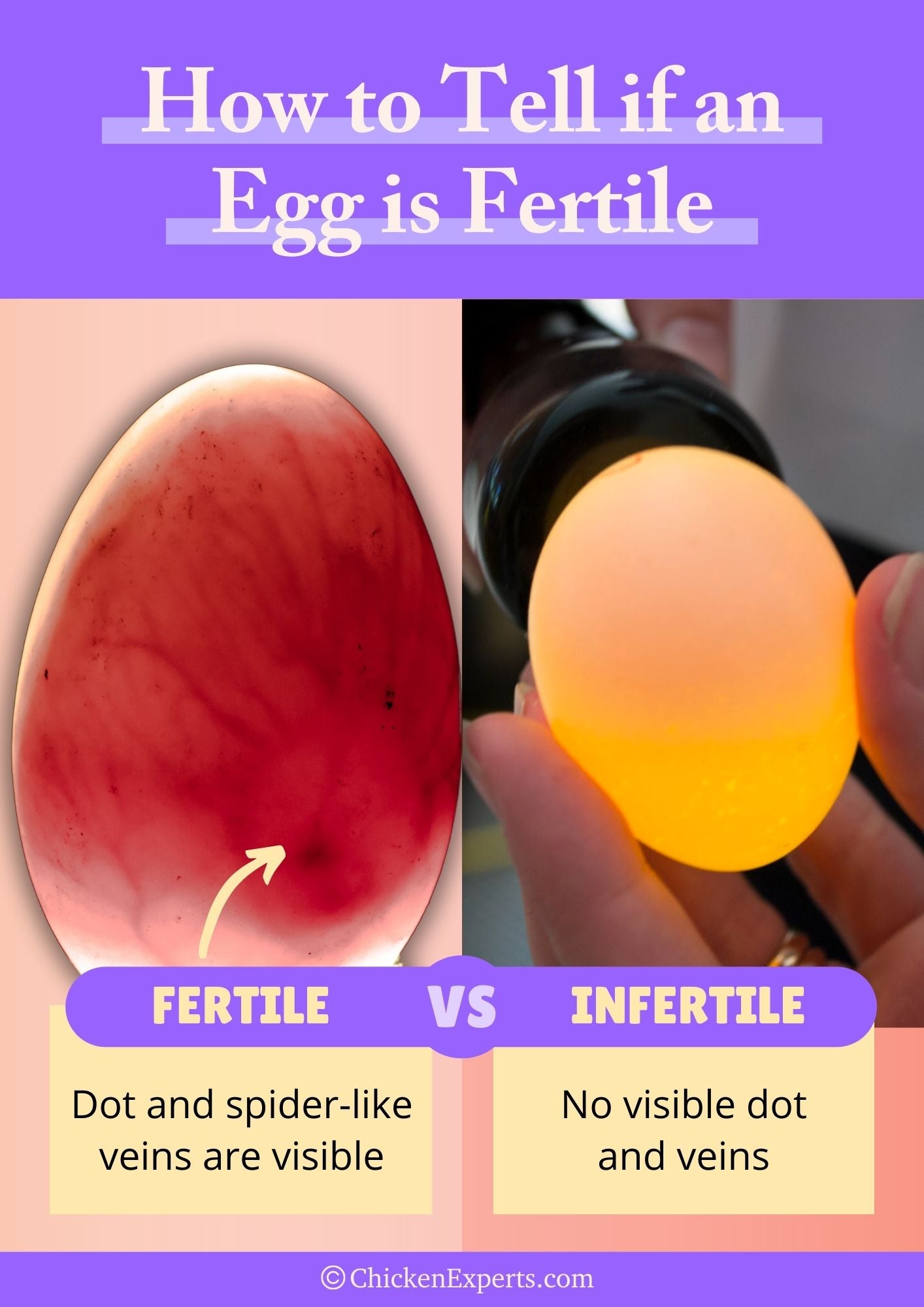 how to tell if an egg is fertile or infertile