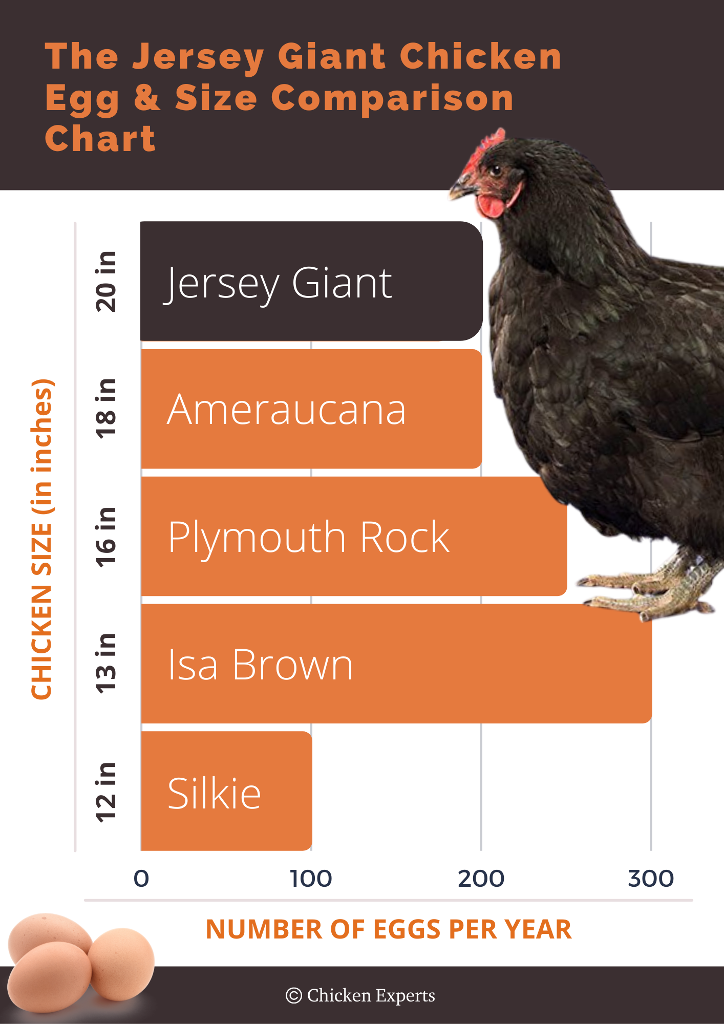 jersey giant chicken egg and size comparison chart