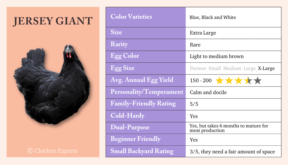 Key Breed Characteristics of Jersey Giant Chickens