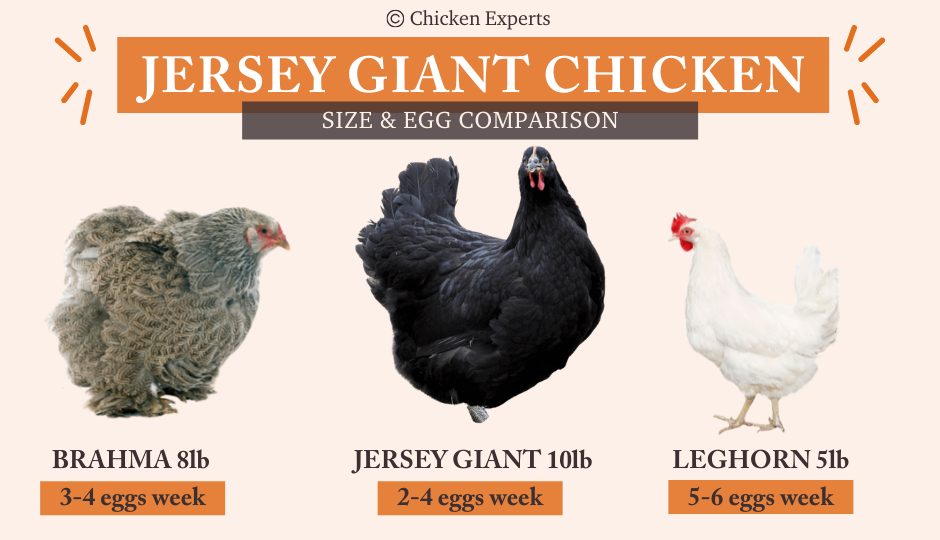 Size & egg comparison of Jersey Giant, Brahma and Leghorn chicken breeds