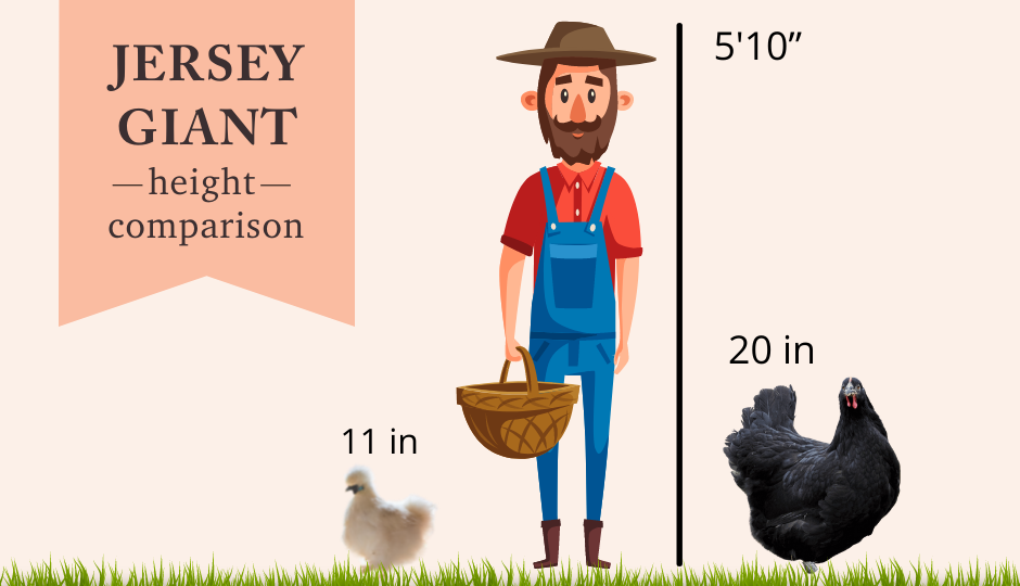 Jersey Giant size comparison with Silkie chicken and man