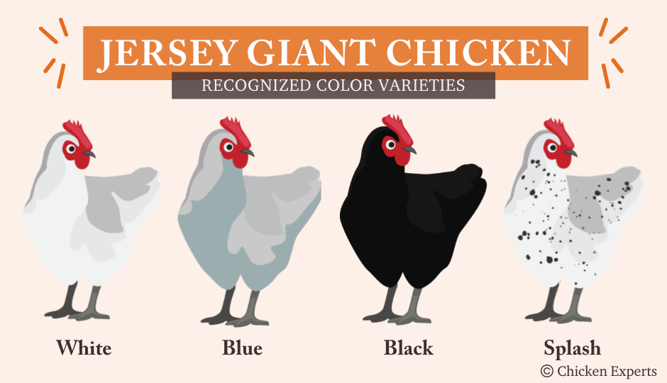 Jersey Giant chicken breed colors black, white, splash and blue
