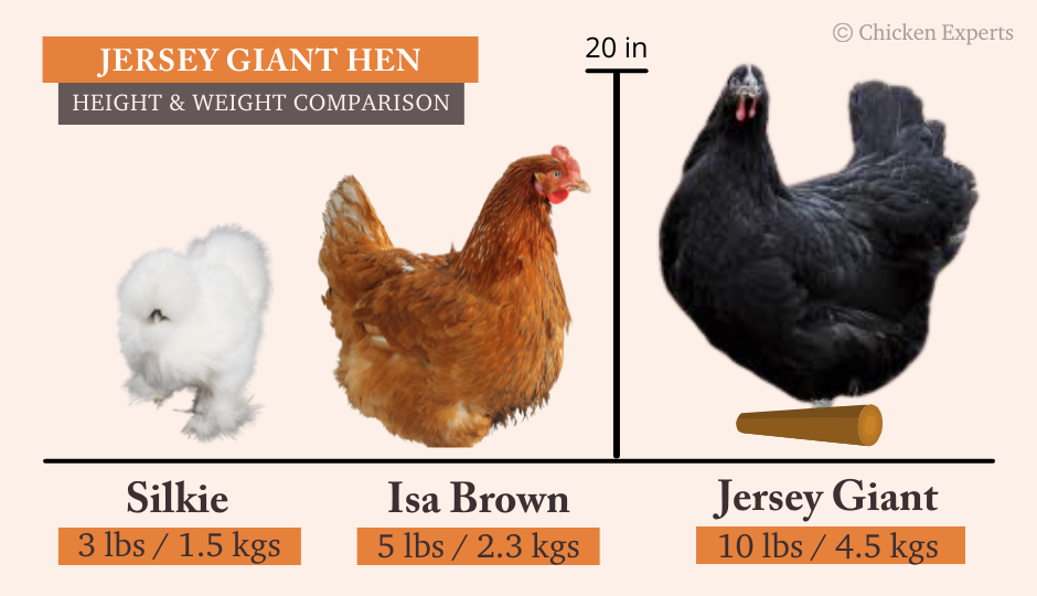 Jersey Giant Hen Size Comparison to Silkie and Isa Brown