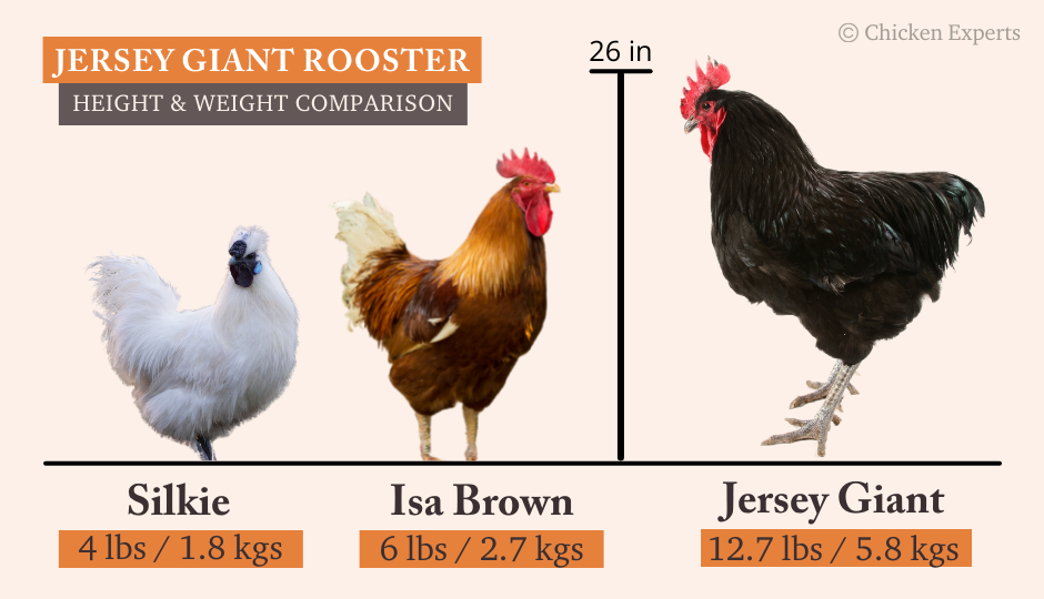 Jersey Giant Rooster Size Comparison to Silkie and Isa Brown