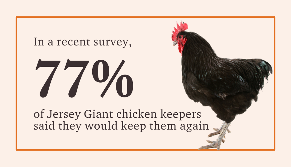 77% of chicken keepers said they would keep jersey giant chickens again