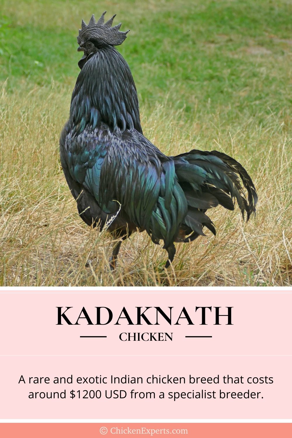 kadaknath chicken