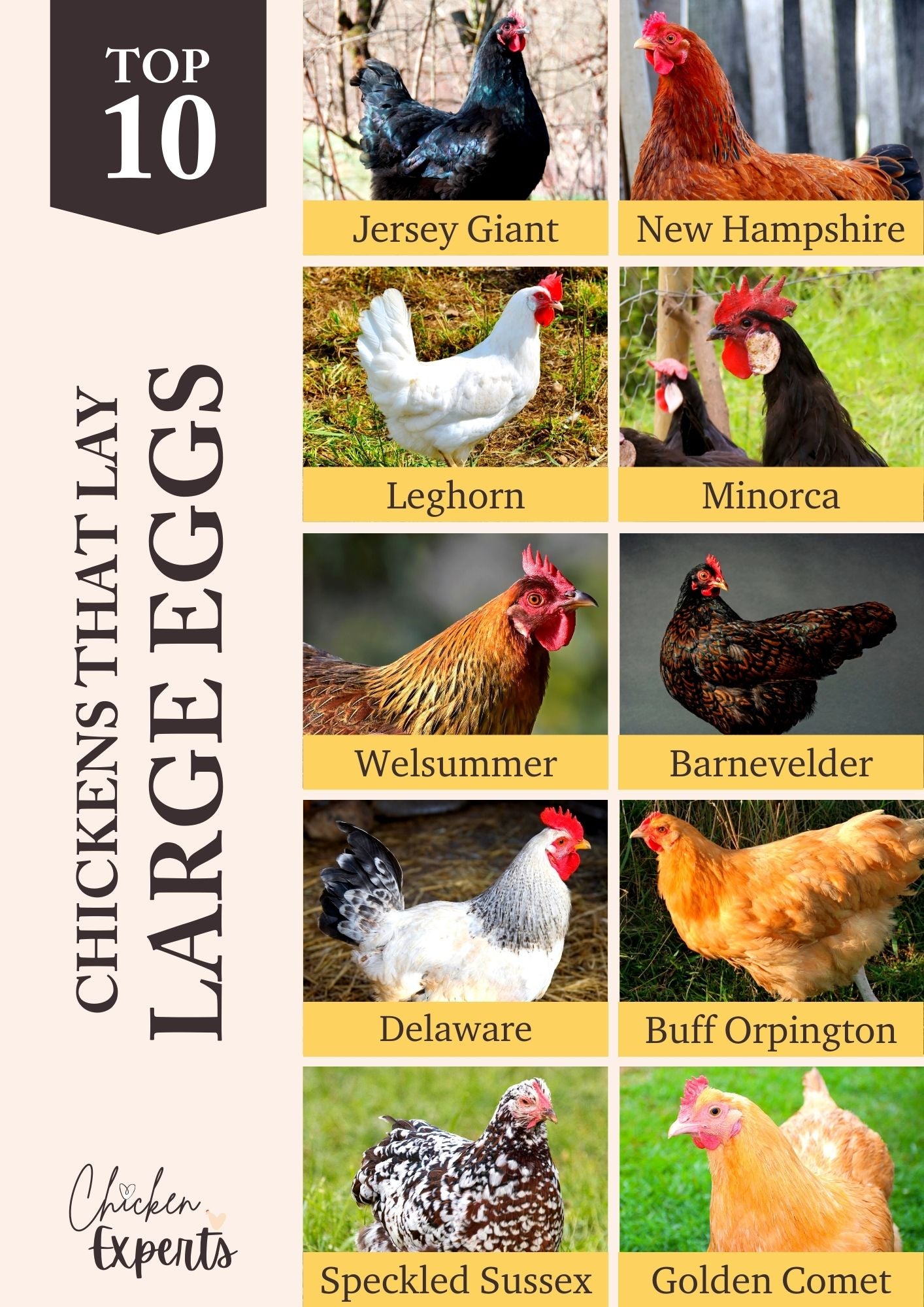 chicken breeds that lay large eggs