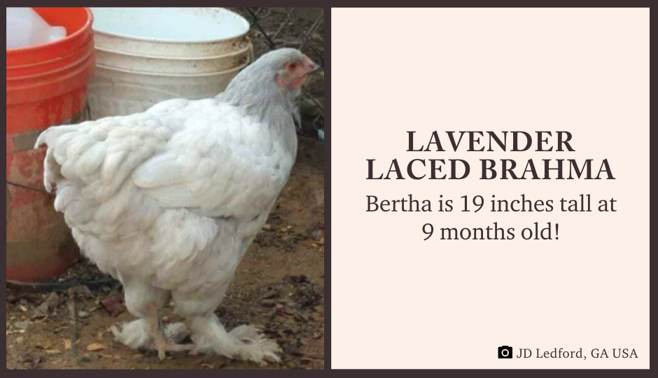Buff lavender Brahma chicken  Chickens backyard breeds, Brahma