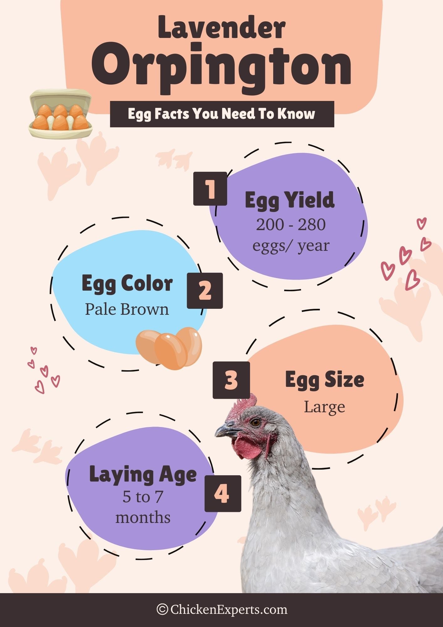 lavender orpington egg facts