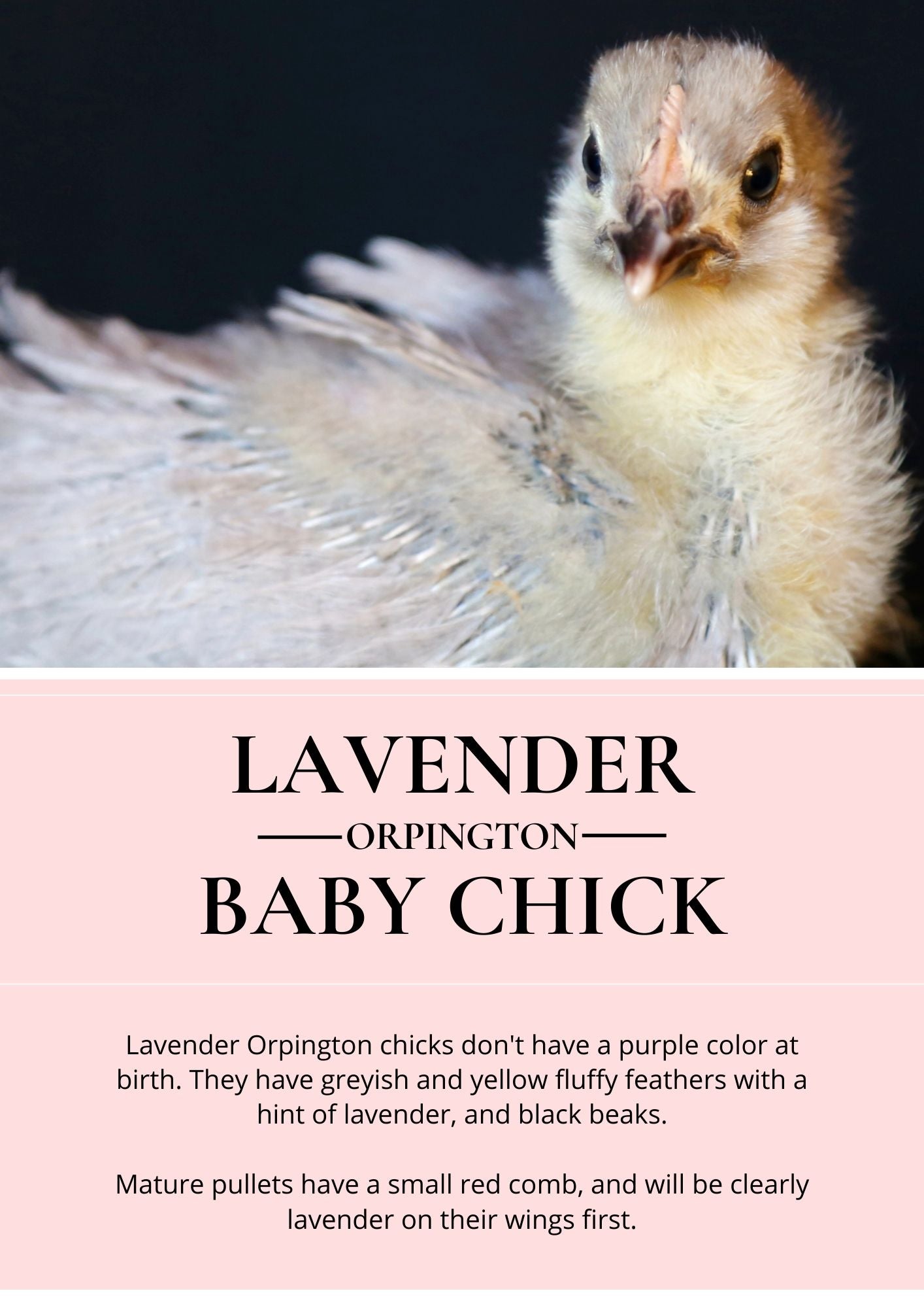 Lavender Orpington – The Ultimate Guide From The Experts 📚 - chickenexperts