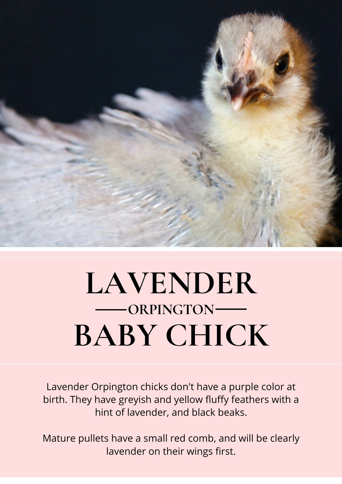 lavender baby chicks
