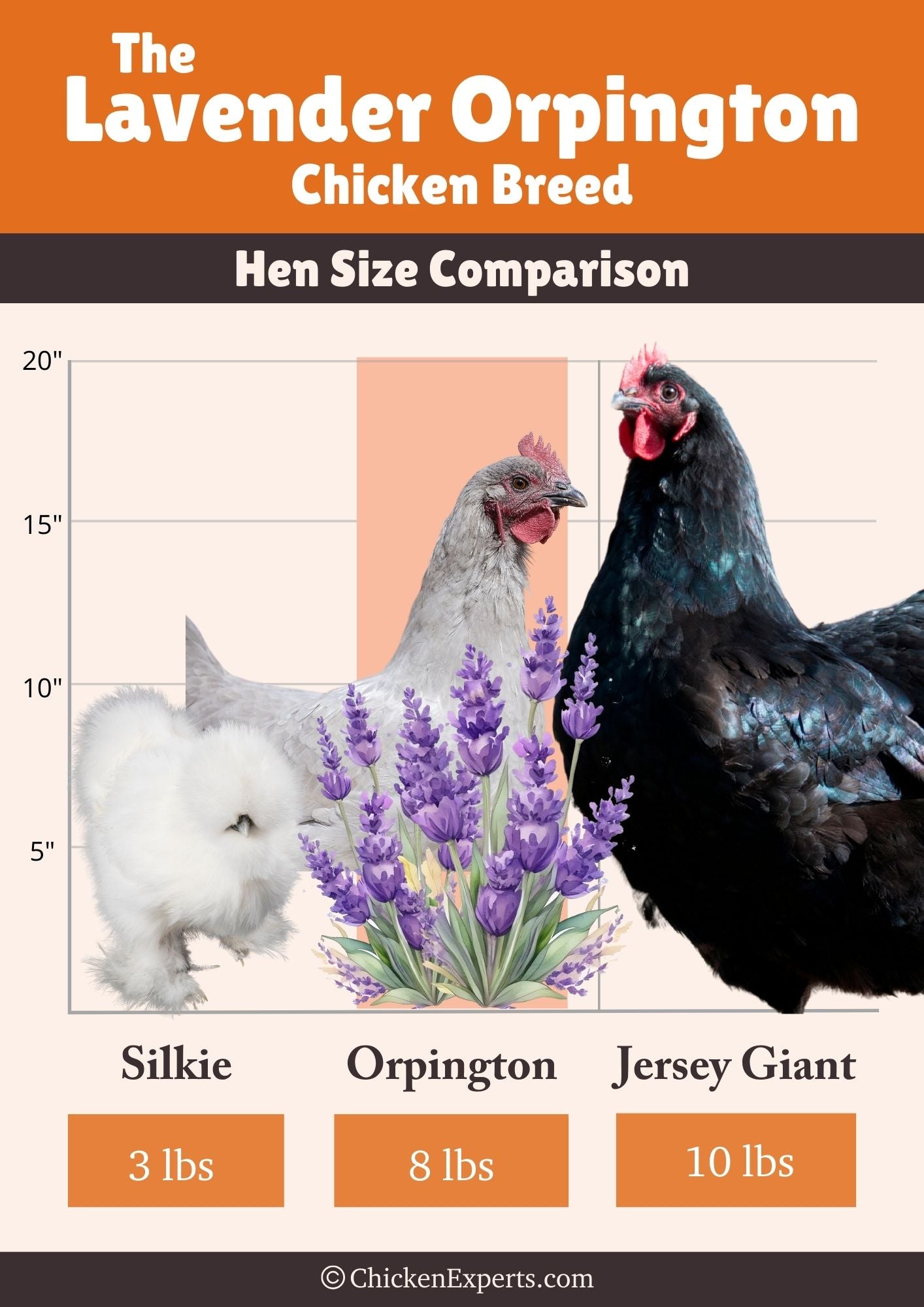 lavender orpington hen size comparison