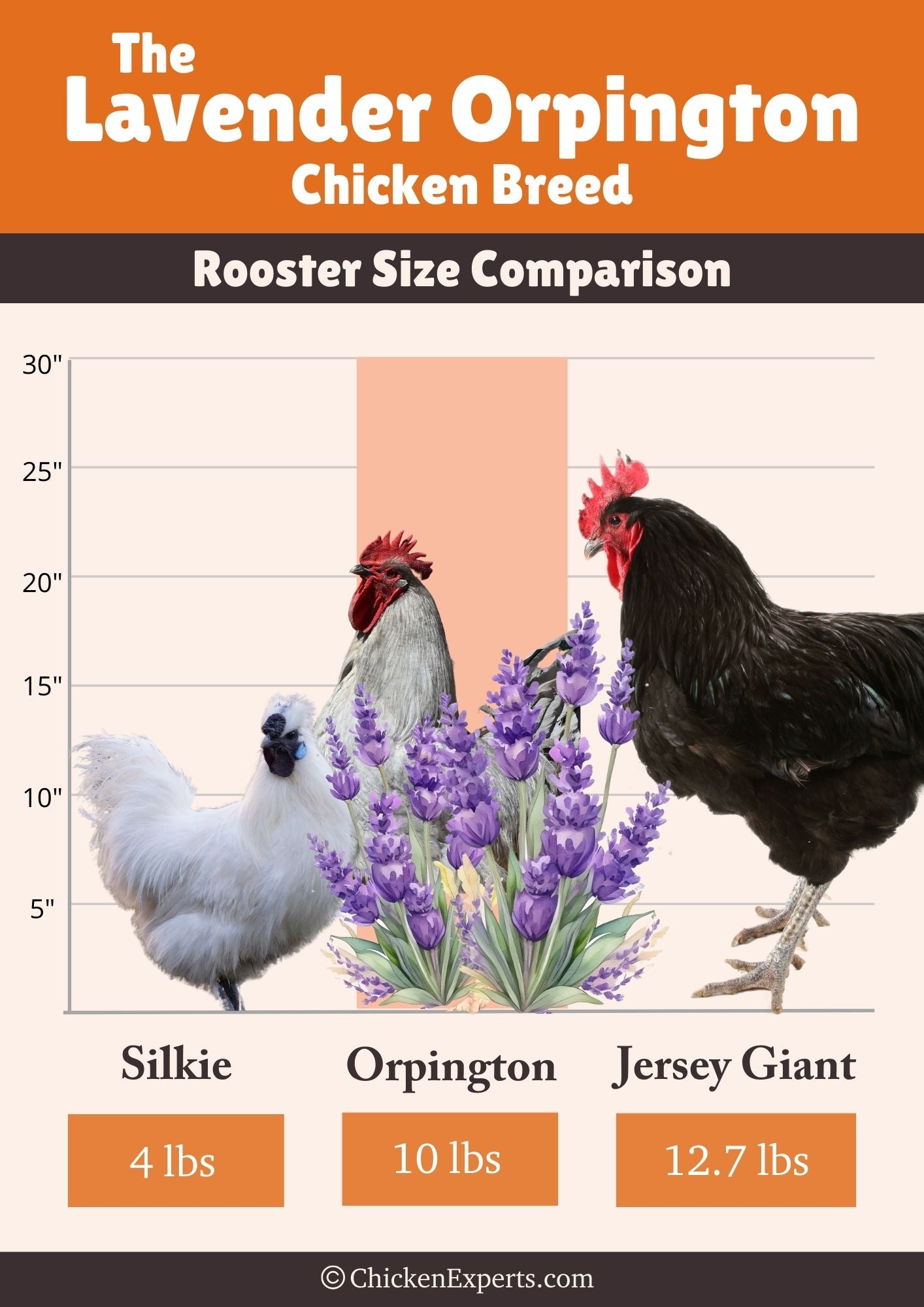 lavender orpington rooster size comparison
