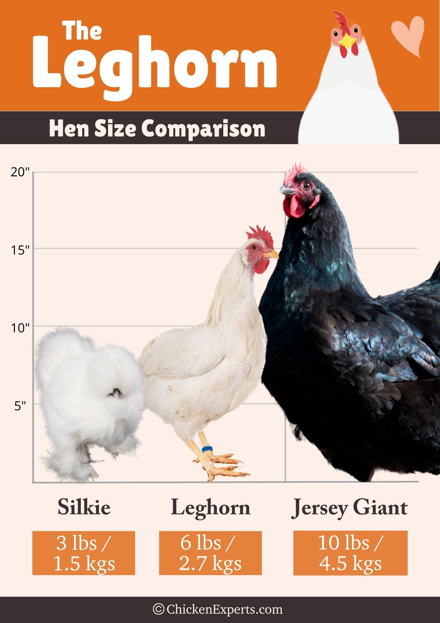 leghorn egg size comparison