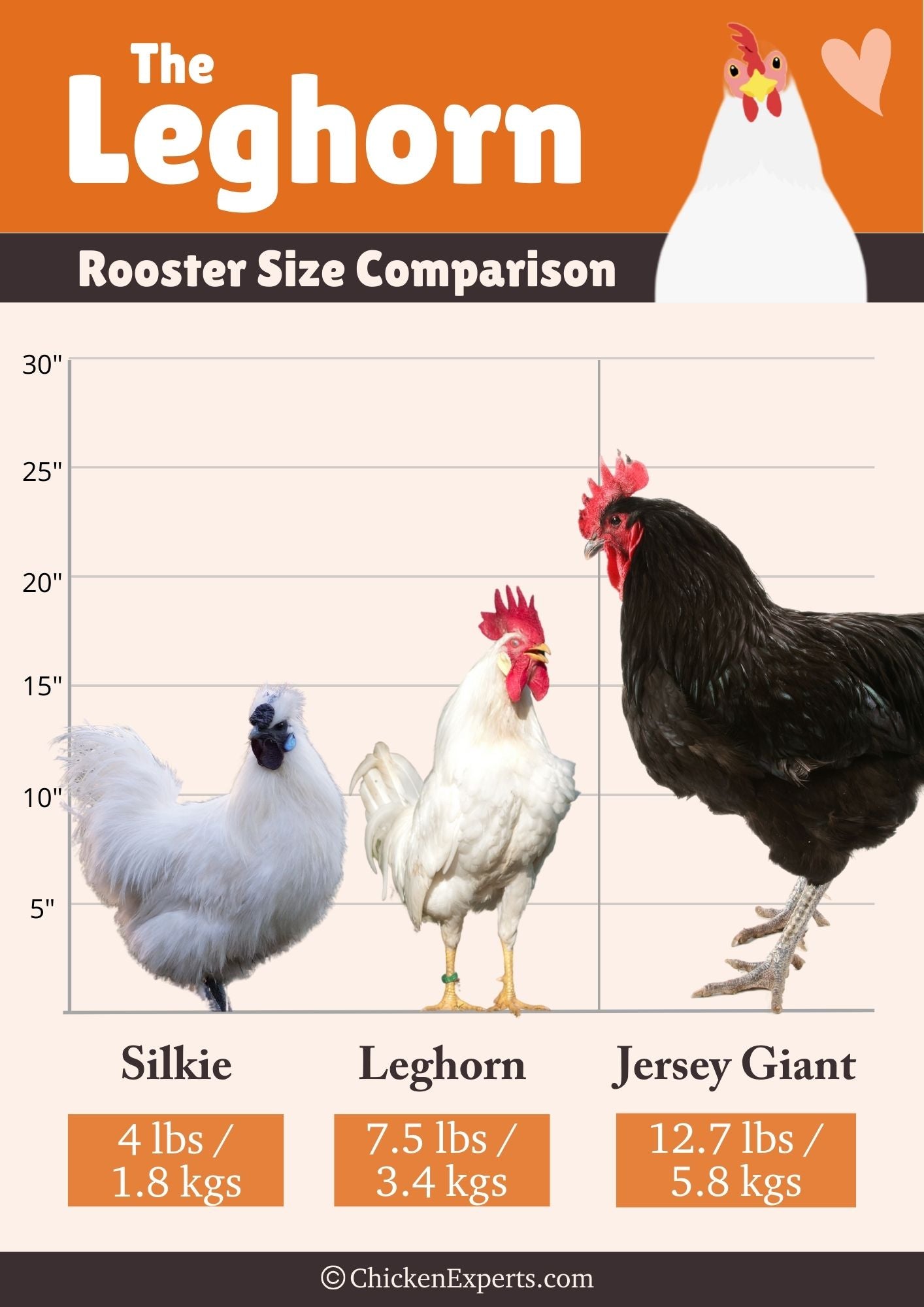 leghorn rooster size comparison