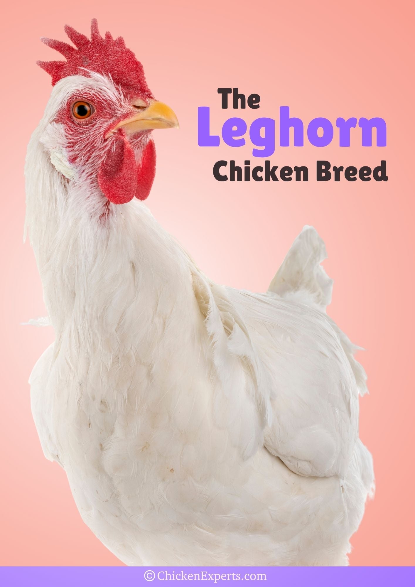 leghorn chicken breed