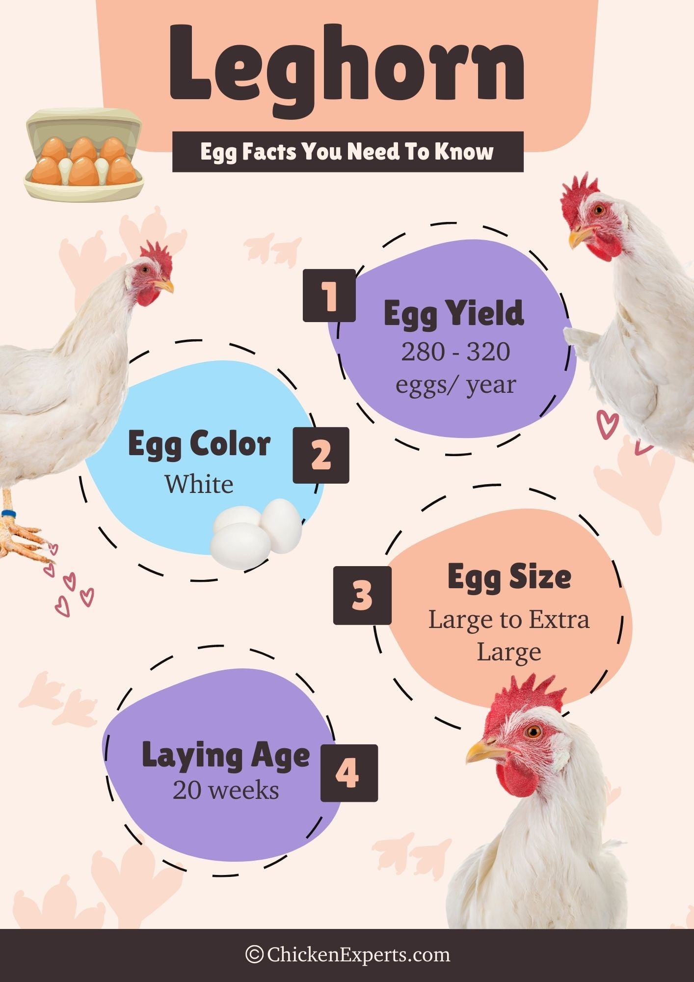 leghorn egg facts you know