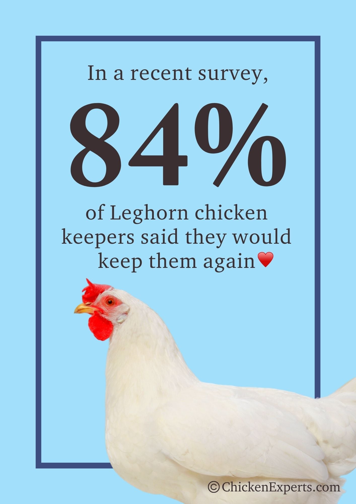 leghorn chicken keepers said they would keep them again