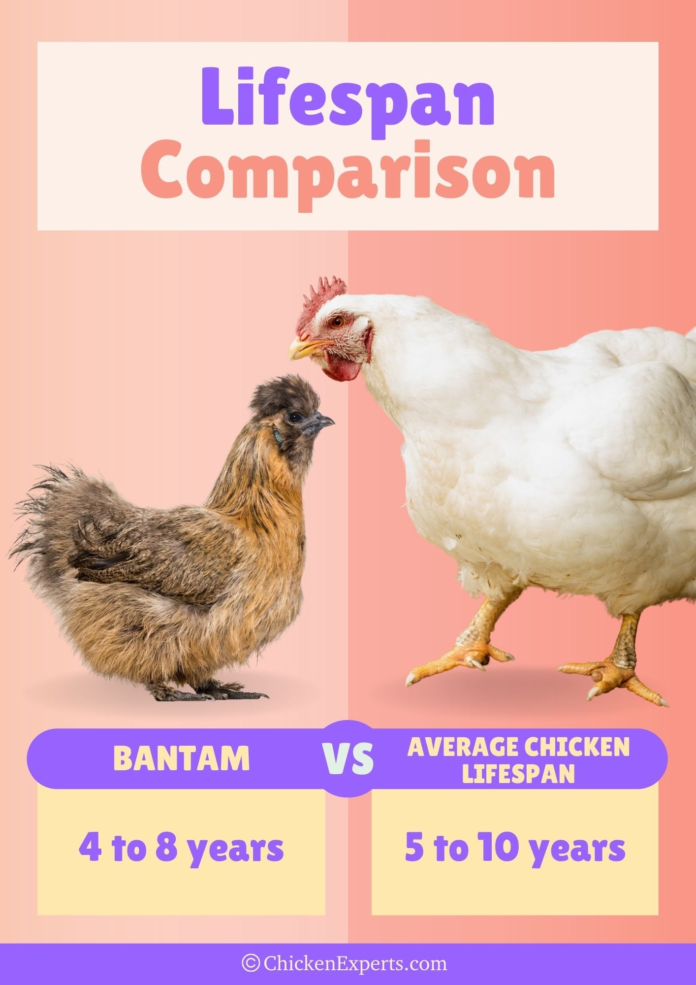 lifespan comparison of bantam chickens